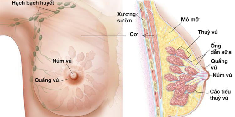 Phòng ngừa ung thư vú