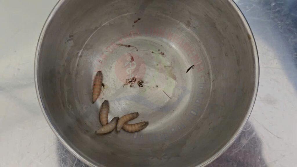 giòi làm tổ trong tai vệ sinh tai otomyiasis đau tai chảy dịch bệnh viện đa khoa khánh hòa