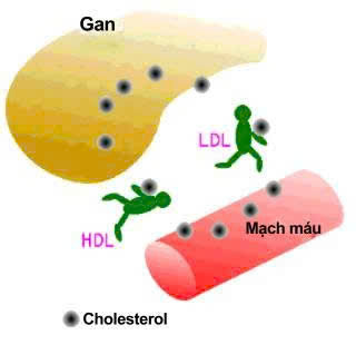 hóa sinh Xét nghiệm Hóa Sinh Khánh Hòa Dịch vụ xét nghiệm Khánh Hòa Xét nghiệm dấu ấn ung thư Xét nghiệm sinh hóa máu Chuẩn đoán bệnh lý tim mạch