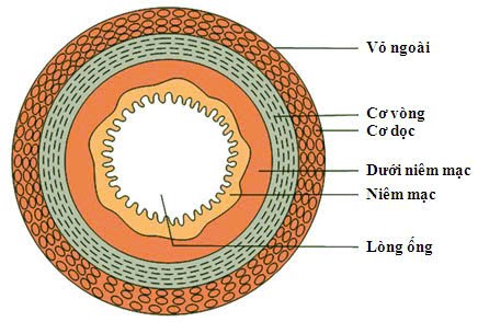 Kỹ thuật ESD Cắt bóc tách dưới niêm mạc qua nội soi điều trị ung thư sớm ESD dạ dày đại tràng nội soi tiêu hóa Khánh Hòa
